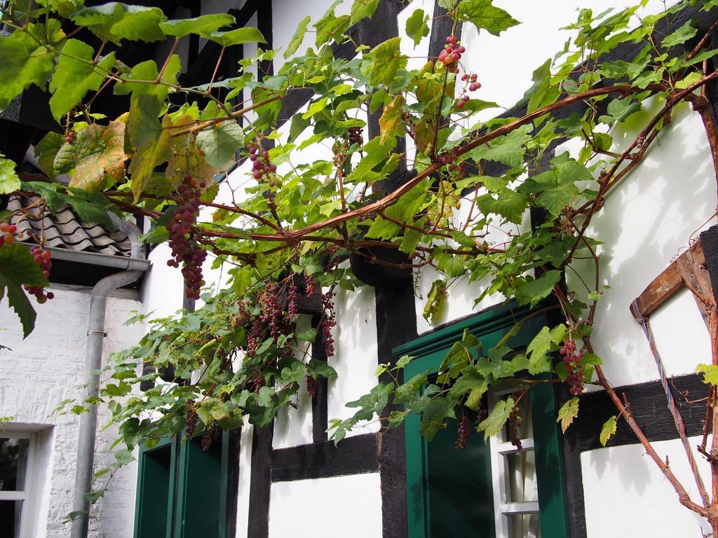 Falderhof Köln Dış mekan fotoğraf